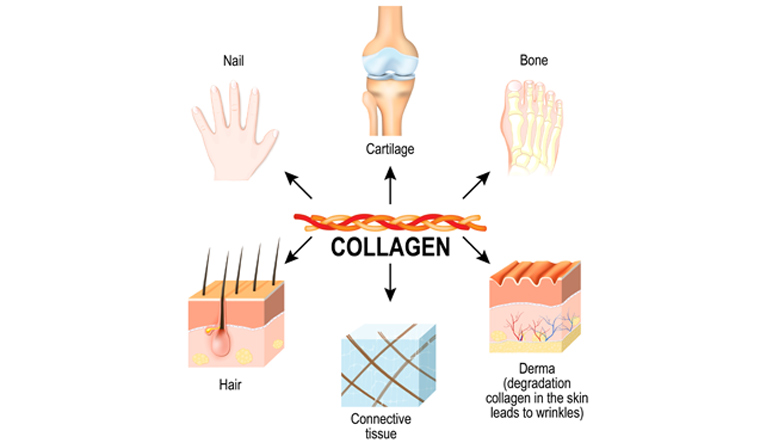 kolagena