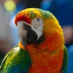 Kako naučiti papigu da govori? – Savjeti