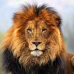 Kako lavovi formiraju grivu i zašto je neki imaju, a
