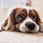 Što učiniti kada vaš pas neprestano laje? SOS vijeća