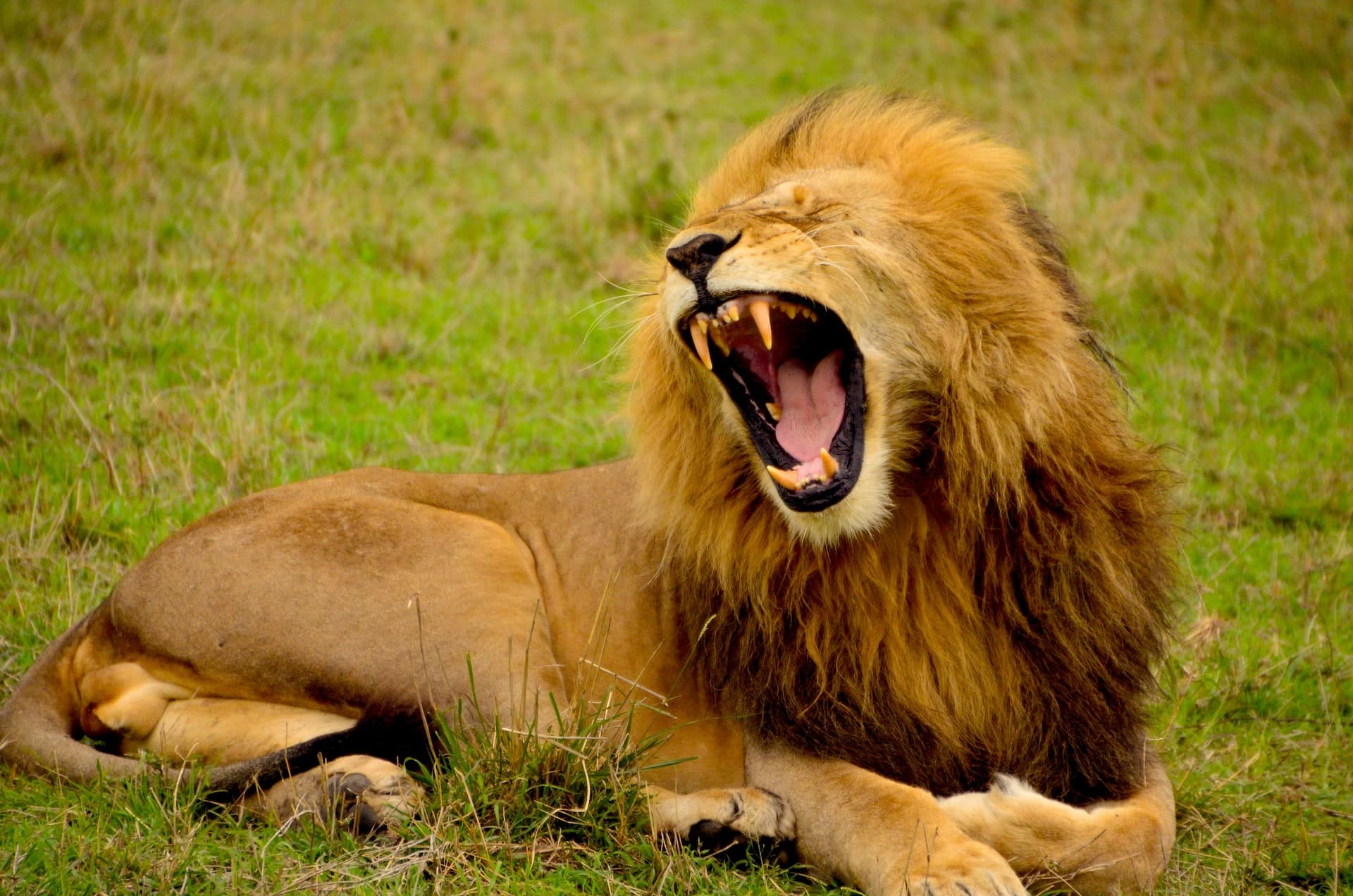 kako lavovi formiraju grivu