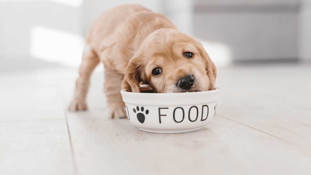 hrana za pse