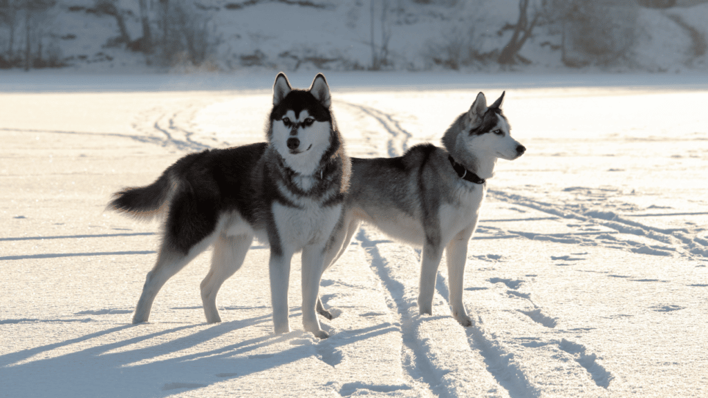 sibirski haski je prvak u kategoriji pasa za zapregu