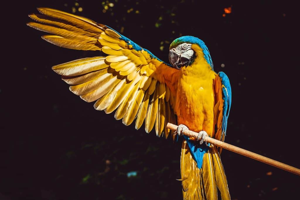 kako naučiti papigu da govor
